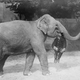 Illustration for article titled Strange Historic Photos Of Intelligent Animals